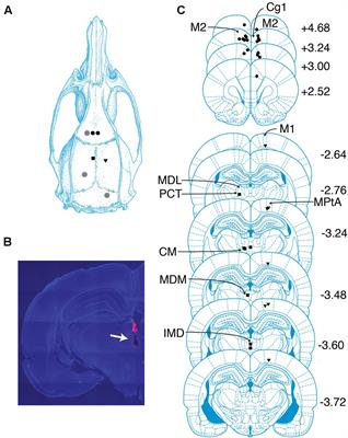 Sevoflurane Induces Coherent Slow-Delta Oscillations in Rats